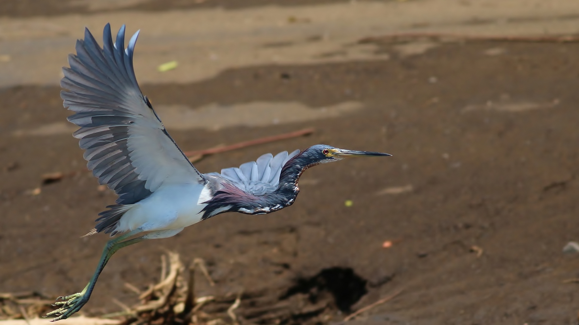 Tricolored Heron — Ana fotoğraf